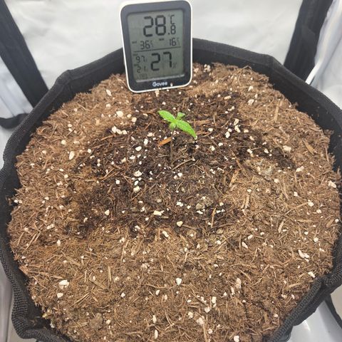 Biscotti 🍪☕️ growlog timeline photo