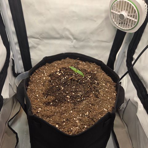 Biscotti 🍪☕️ growlog timeline photo