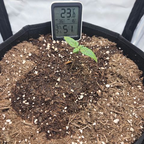 Biscotti 🍪☕️ growlog timeline photo