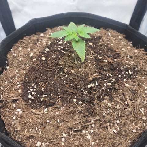 Biscotti 🍪☕️ growlog timeline photo