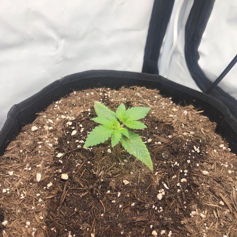 Biscotti 🍪☕️ growlog timeline photo