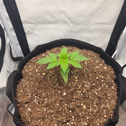 Biscotti 🍪☕️ growlog timeline photo