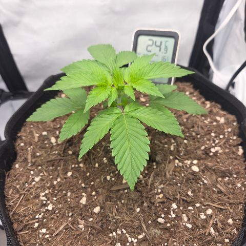 Biscotti 🍪☕️ growlog timeline photo