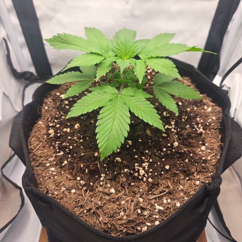 Biscotti 🍪☕️ growlog timeline photo