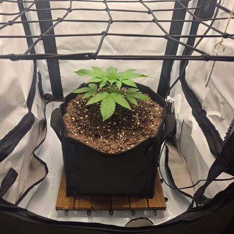 Biscotti 🍪☕️ growlog timeline photo