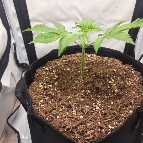 Biscotti 🍪☕️ growlog timeline photo