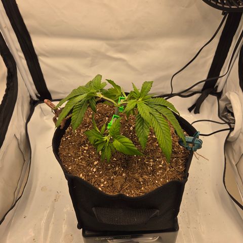 Biscotti 🍪☕️ growlog timeline photo