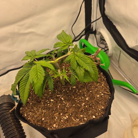 Biscotti 🍪☕️ growlog timeline photo