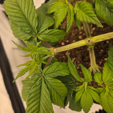 Biscotti 🍪☕️ growlog timeline photo