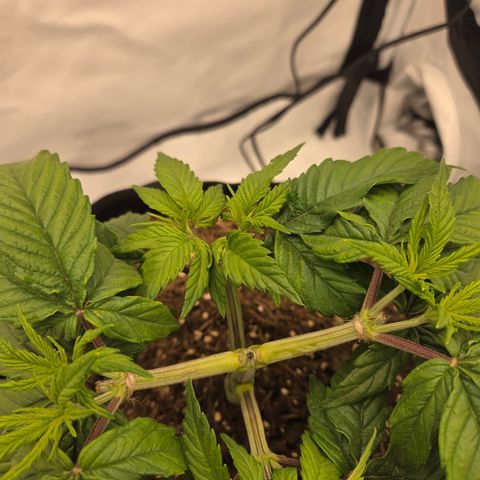 Biscotti 🍪☕️ growlog timeline photo