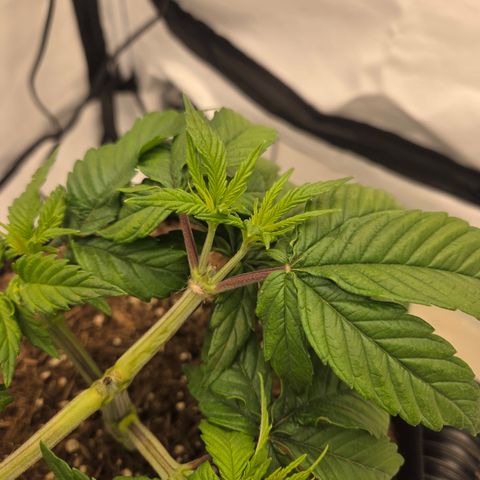 Biscotti 🍪☕️ growlog timeline photo