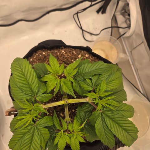 Biscotti 🍪☕️ growlog timeline photo