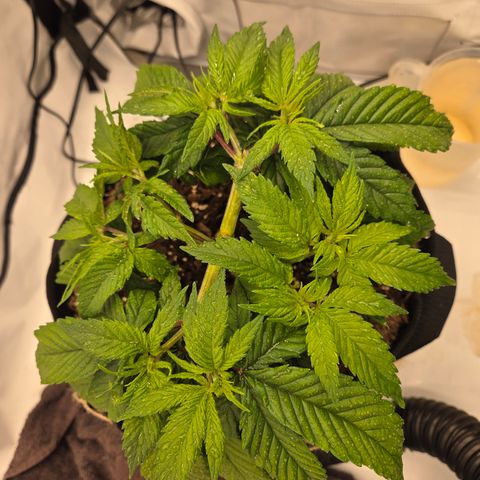 Biscotti 🍪☕️ growlog timeline photo