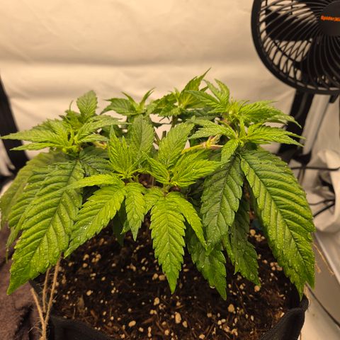 Biscotti 🍪☕️ growlog timeline photo