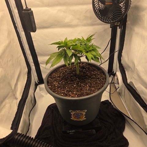 Biscotti 🍪☕️ growlog timeline photo