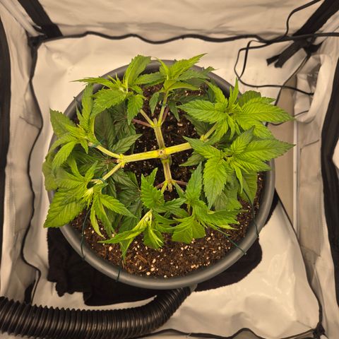 Biscotti 🍪☕️ growlog timeline photo