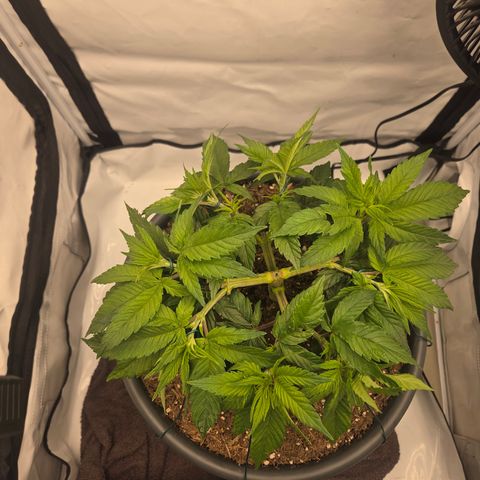 Biscotti 🍪☕️ growlog timeline photo