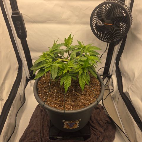 Biscotti 🍪☕️ growlog timeline photo