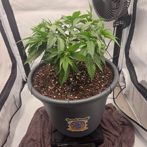 Biscotti 🍪☕️ growlog timeline photo