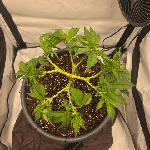 Biscotti 🍪☕️ growlog timeline photo