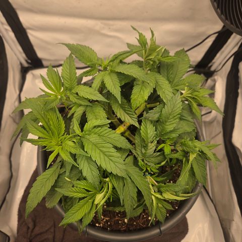 Biscotti 🍪☕️ growlog timeline photo