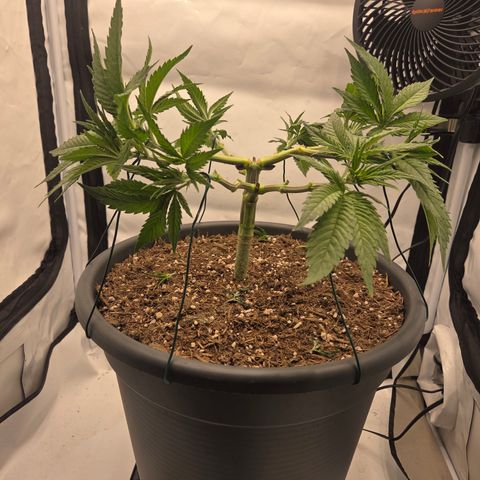 Biscotti 🍪☕️ growlog timeline photo