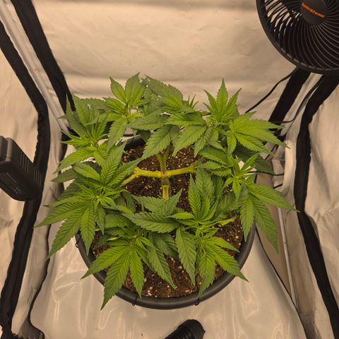 Biscotti 🍪☕️ growlog timeline photo