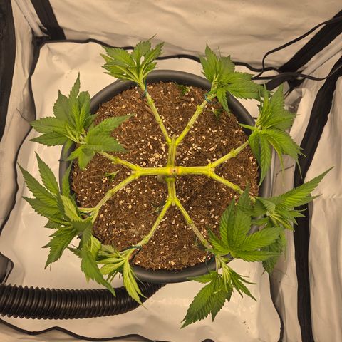 Biscotti 🍪☕️ growlog timeline photo