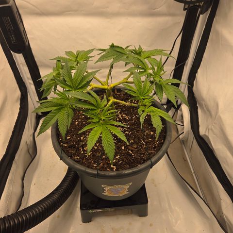 Biscotti 🍪☕️ growlog timeline photo