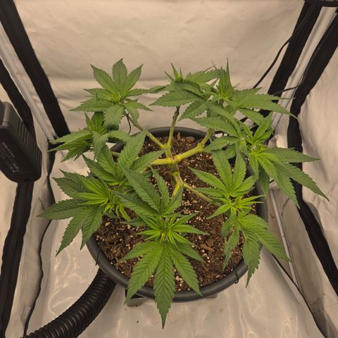 Biscotti 🍪☕️ growlog timeline photo