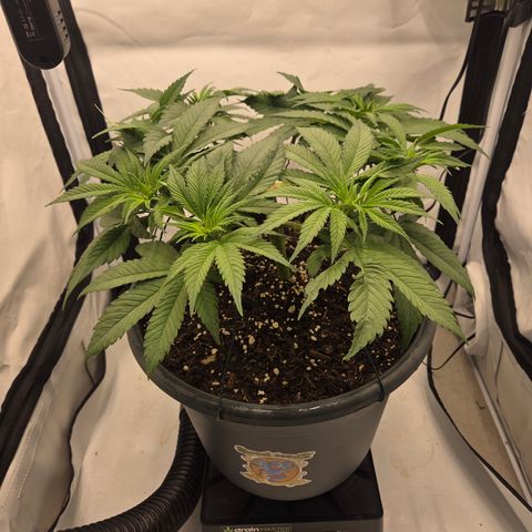 Biscotti 🍪☕️ growlog timeline photo