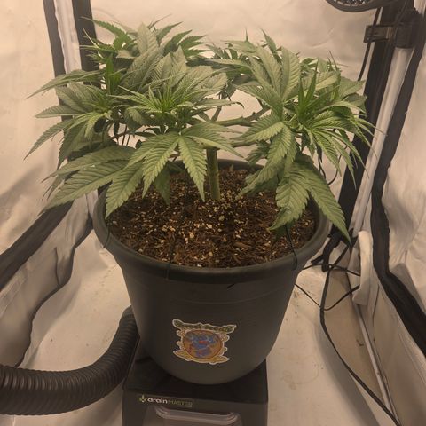 Biscotti 🍪☕️ growlog timeline photo