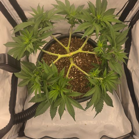 Biscotti 🍪☕️ growlog timeline photo