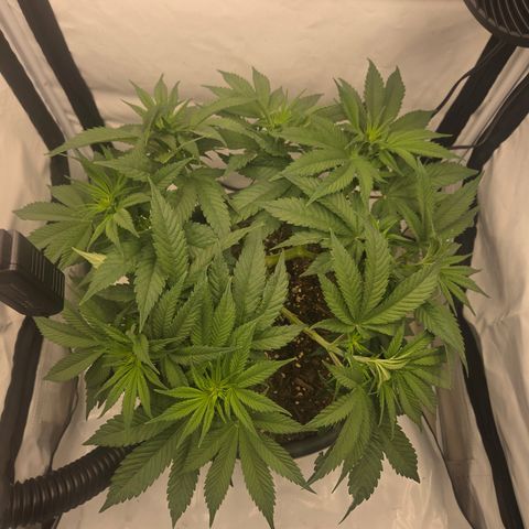 Biscotti 🍪☕️ growlog timeline photo