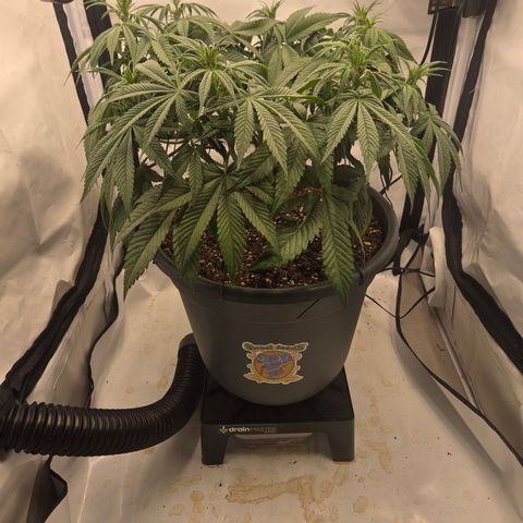 Biscotti 🍪☕️ growlog timeline photo