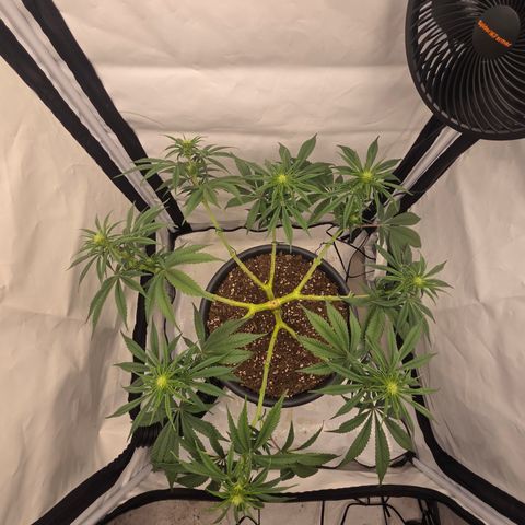 Biscotti 🍪☕️ growlog timeline photo