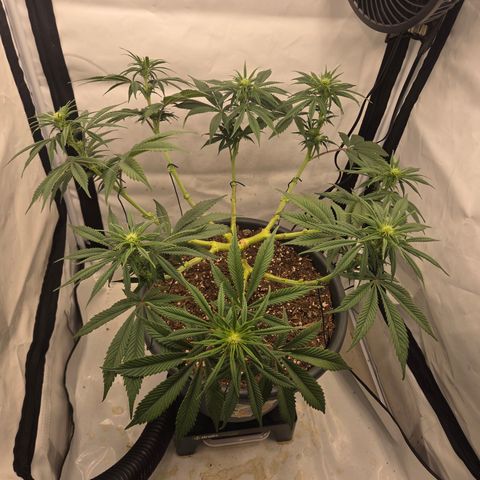 Biscotti 🍪☕️ growlog timeline photo