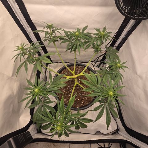 Biscotti 🍪☕️ growlog timeline photo