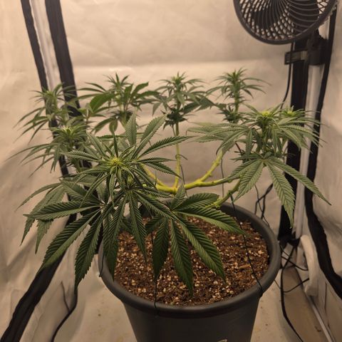 Biscotti 🍪☕️ growlog timeline photo