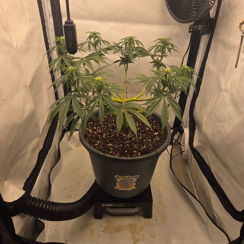 Biscotti 🍪☕️ growlog timeline photo