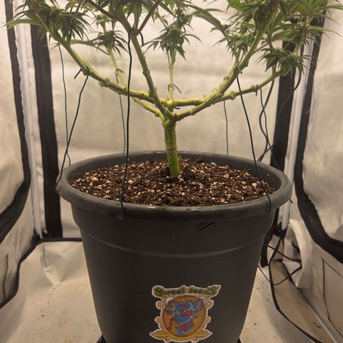 Biscotti 🍪☕️ growlog timeline photo