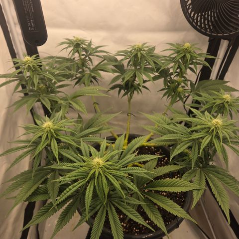 Biscotti 🍪☕️ growlog timeline photo