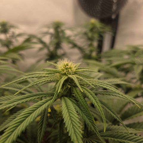 Biscotti 🍪☕️ growlog timeline photo