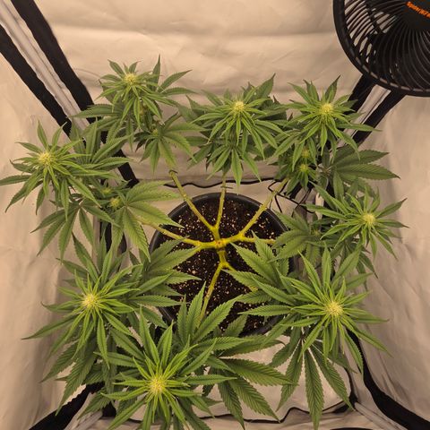 Biscotti 🍪☕️ growlog timeline photo