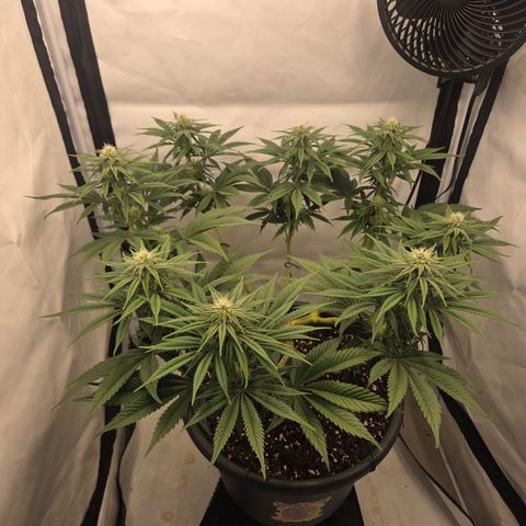 Biscotti 🍪☕️ growlog timeline photo