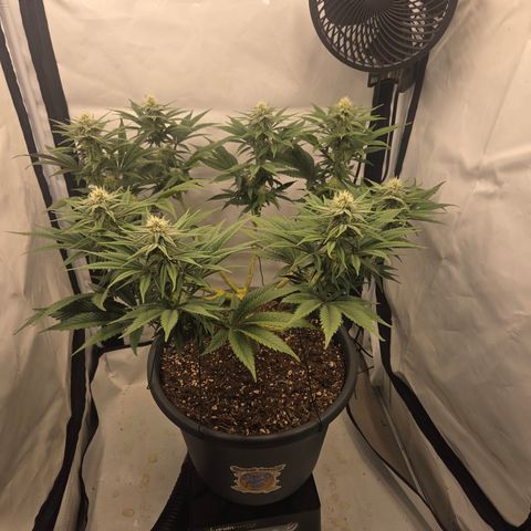 Biscotti 🍪☕️ growlog timeline photo