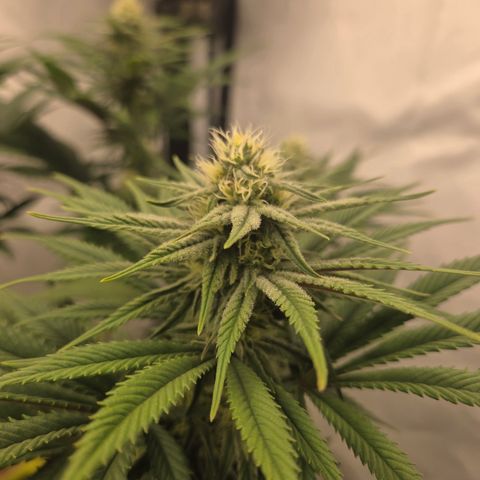 Biscotti 🍪☕️ growlog timeline photo