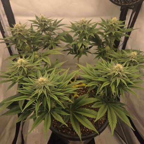 Biscotti 🍪☕️ growlog timeline photo