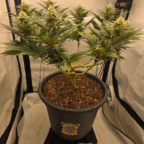 Biscotti 🍪☕️ growlog timeline photo