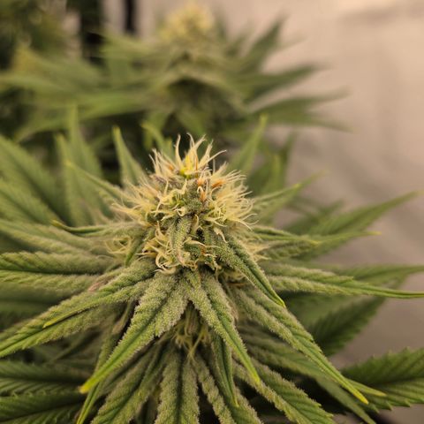 Biscotti 🍪☕️ growlog timeline photo